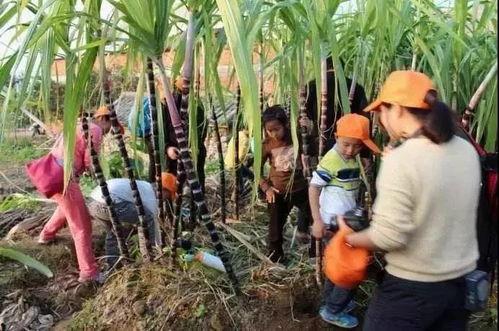 树林探探险吃瓜吃瓜,吃瓜群众的欢乐之旅