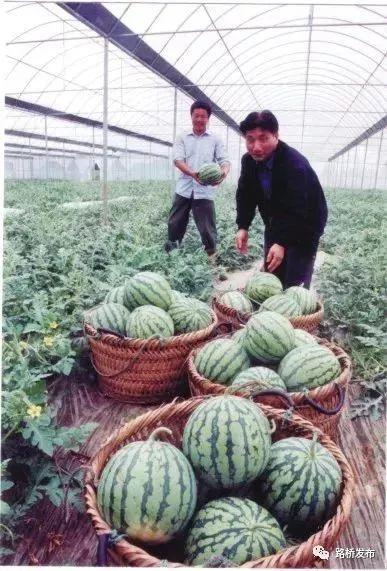 农村吃瓜体验,一场别开生面的农村吃瓜体验之旅