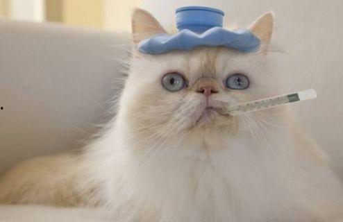 猫咪solo吃瓜,萌态可掬引人怜爱