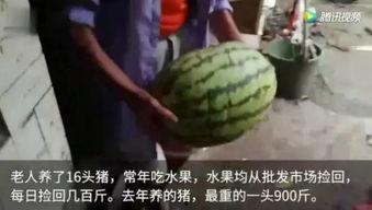 吃瓜吃猪,揭秘娱乐圈的“双料”明星生活