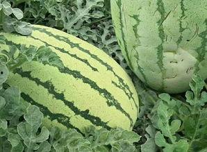 吃瓜到底是吃的什么瓜,究竟在品尝何种瓜果之谜