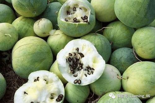 拳头瓜可以吃吗,揭秘其食用价值与烹饪技巧