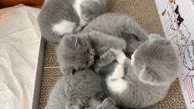 小白猫吃茭瓜,小白猫的茭瓜美食之旅