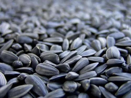 黄皮吃瓜子的瓜是什么瓜,探寻“吃瓜”背后的神秘瓜种